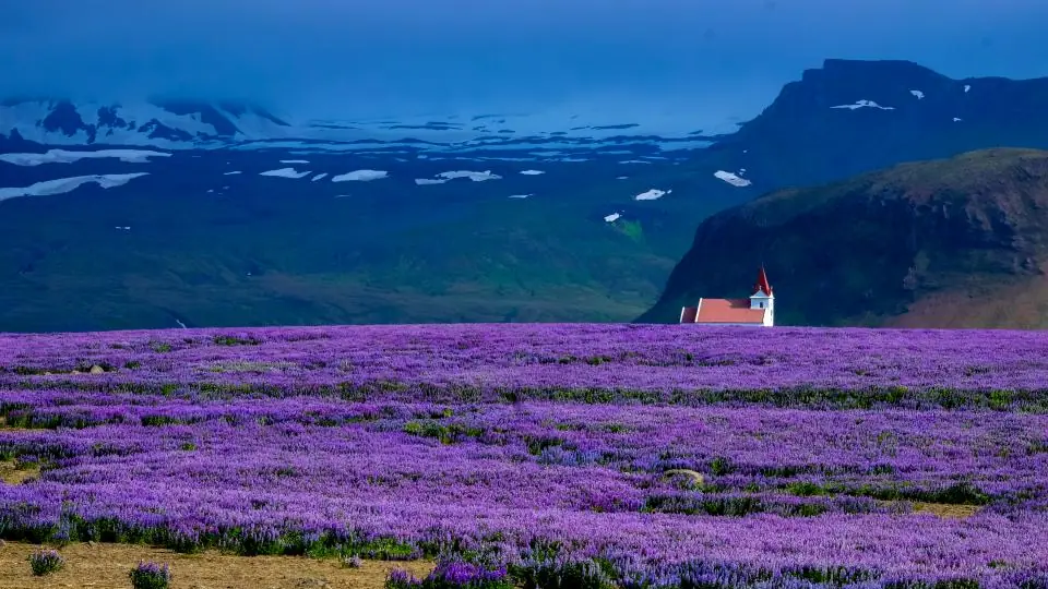 Champ de lavande en fleurs, une matière première de la parfumerie