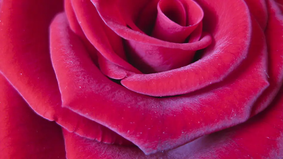 Pétales de rose en gros plan