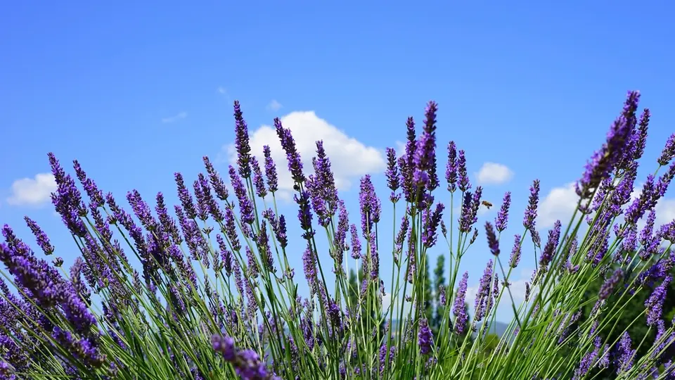 Rangs de lavande violette